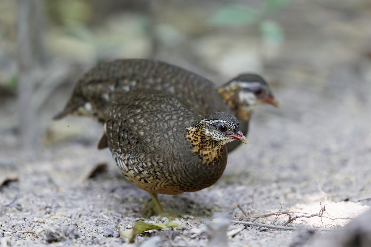 Scaly-breasted Partridge - ML619827225