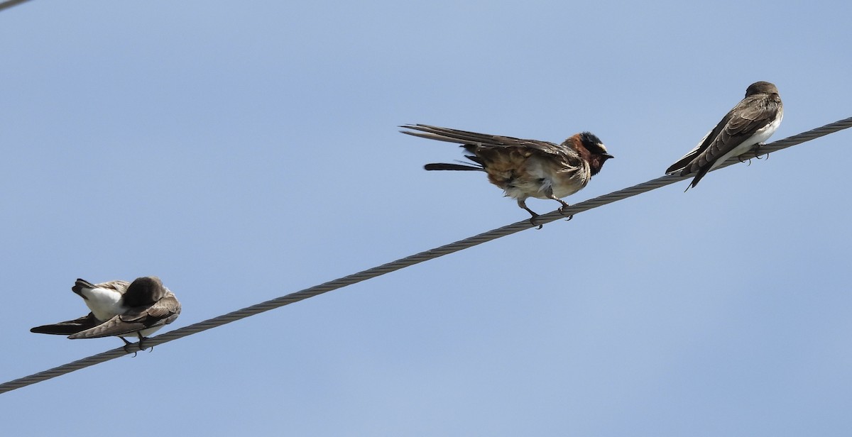 Cliff Swallow - ML619827228