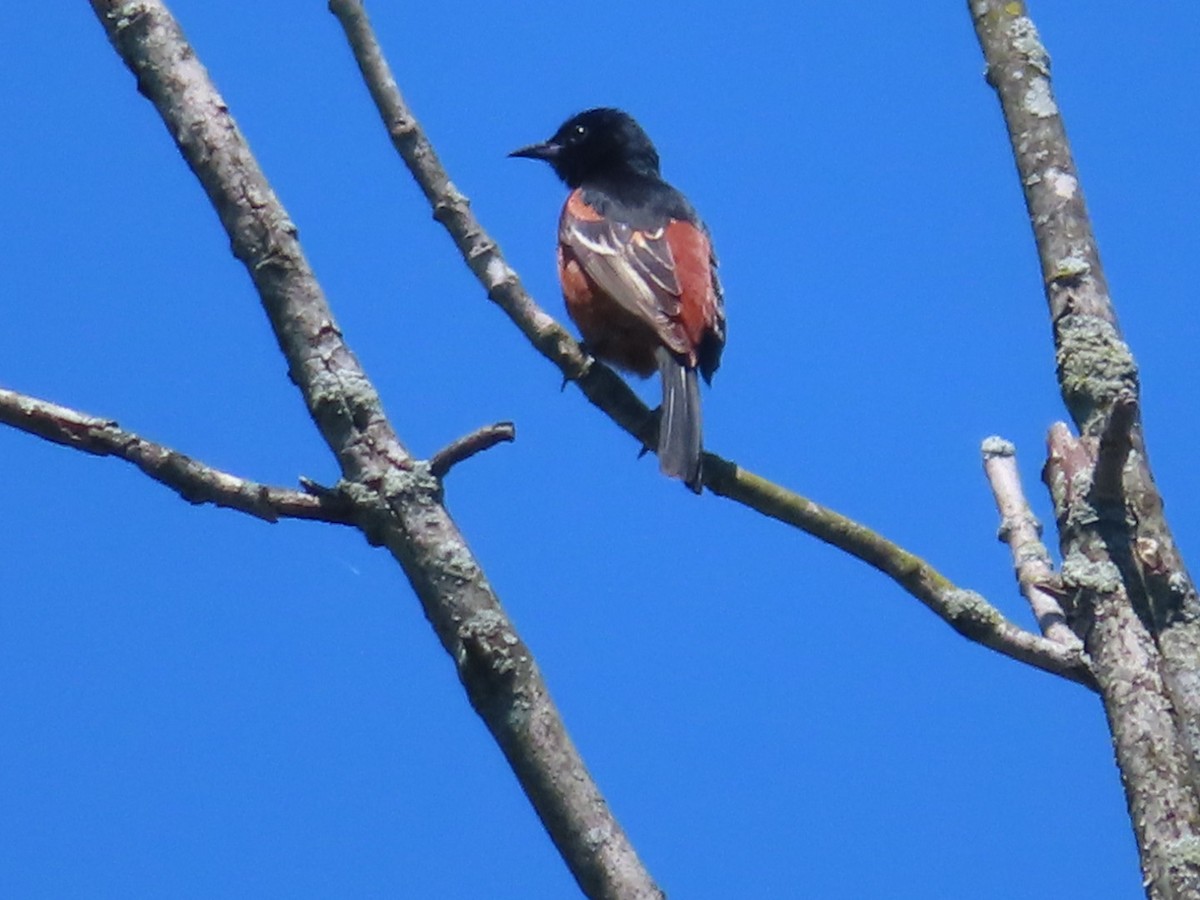 Orchard Oriole - ML619827234