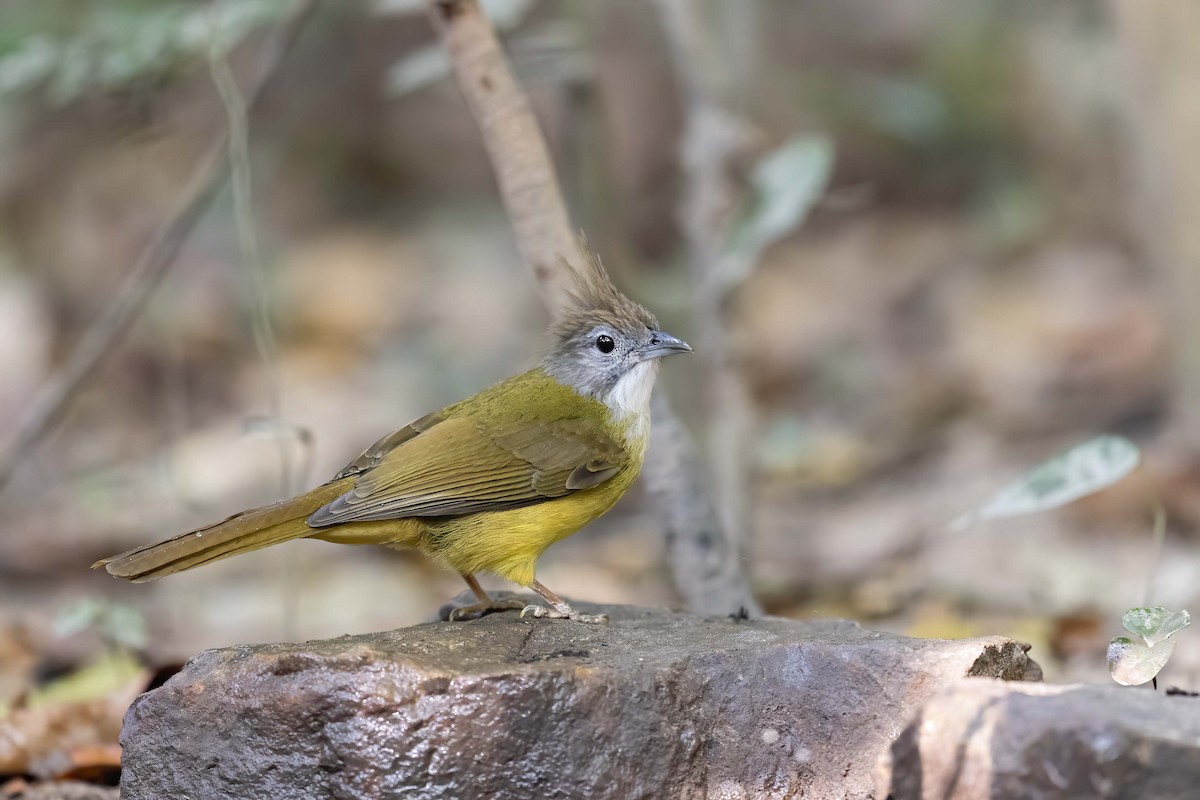 Puff-throated Bulbul - ML619827236