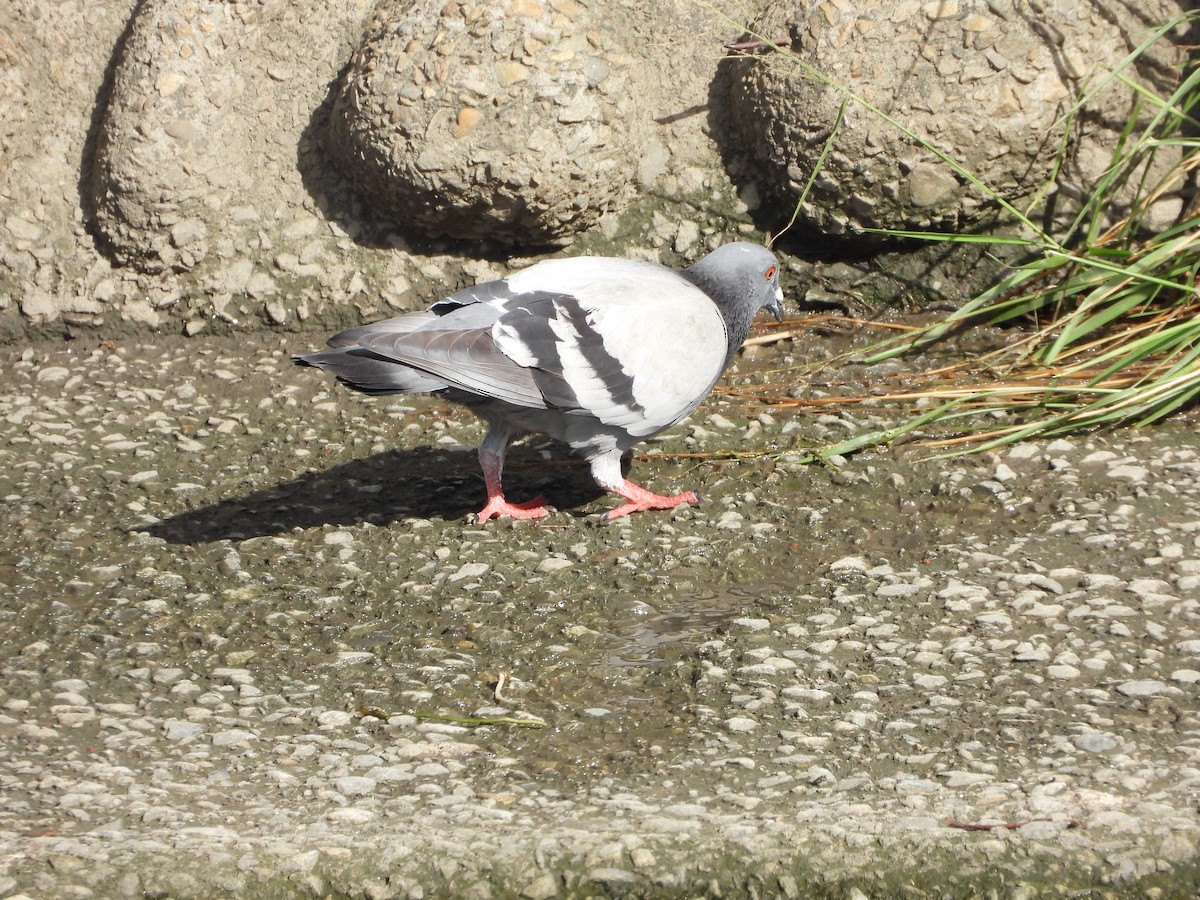 Rock Pigeon (Feral Pigeon) - ML619827262