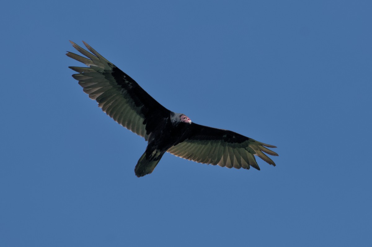 Turkey Vulture - ML619827266