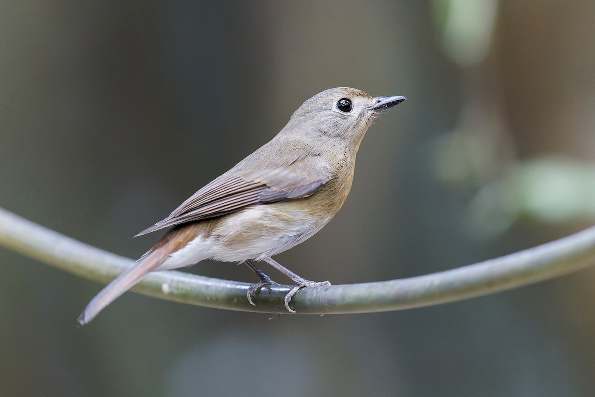 Hainan Blue Flycatcher - ML619827267