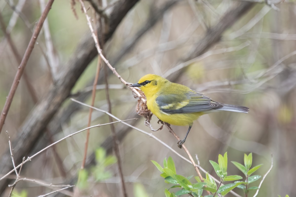 gullvingeparula x blåvingeparula (hybrid) - ML619827268