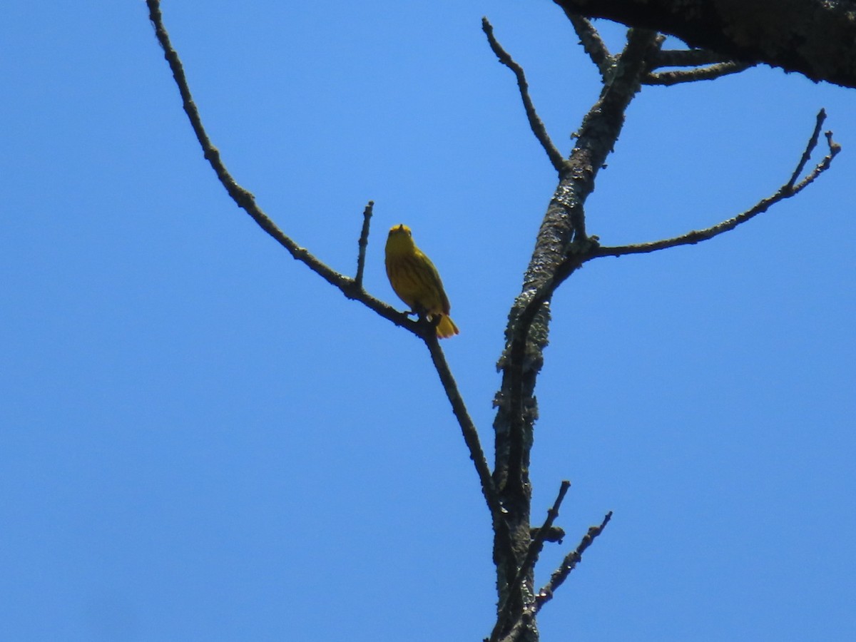 Yellow Warbler - ML619827270