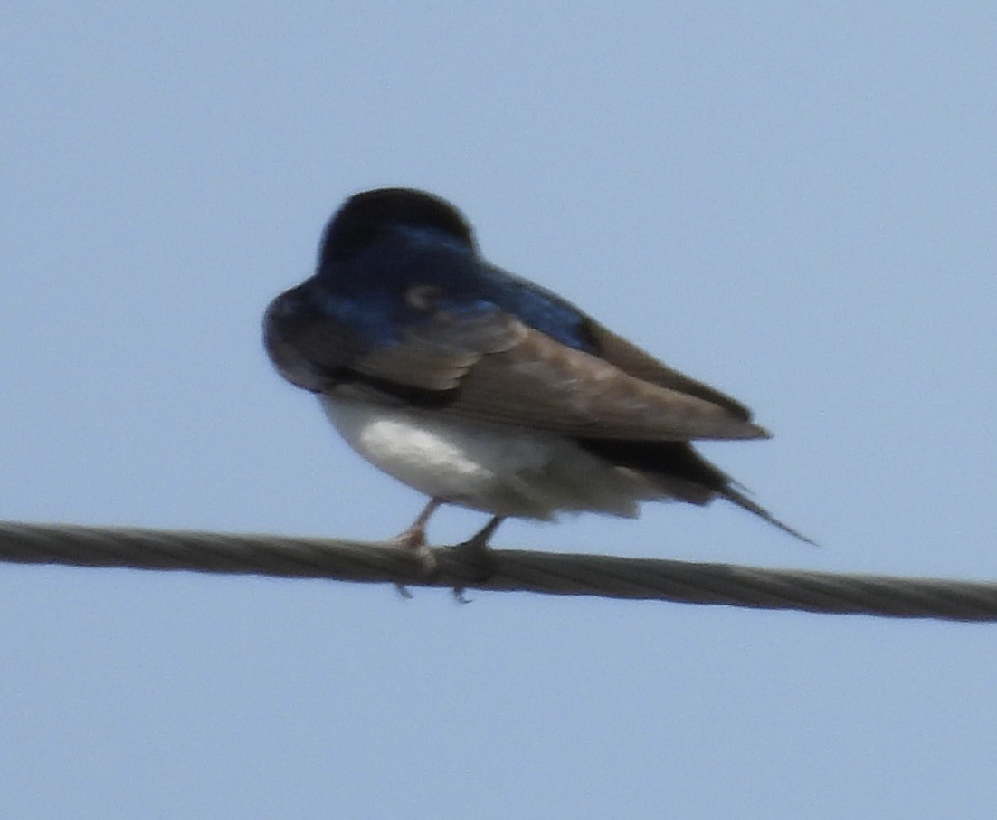 Tree Swallow - ML619827323