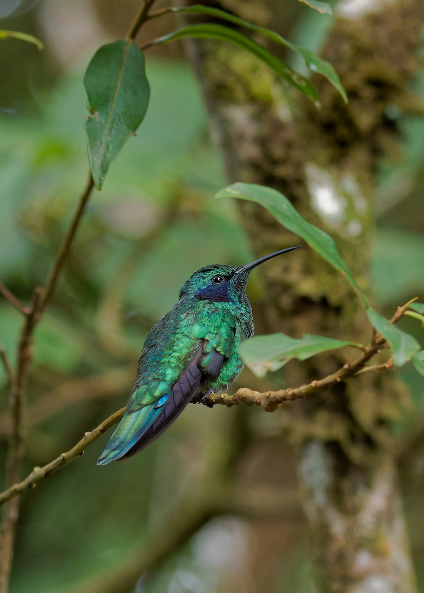 kolibřík modrouchý - ML619827330
