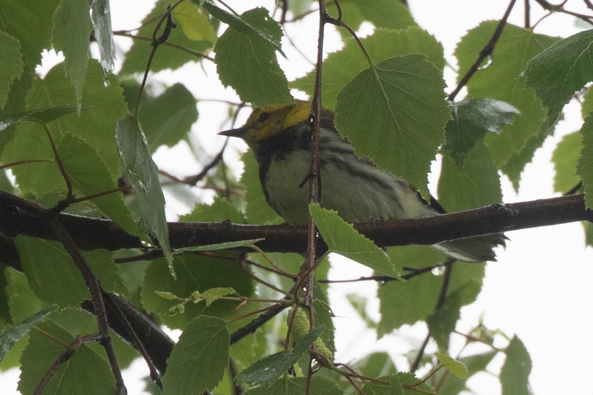 Black-throated Green Warbler - ML619827331