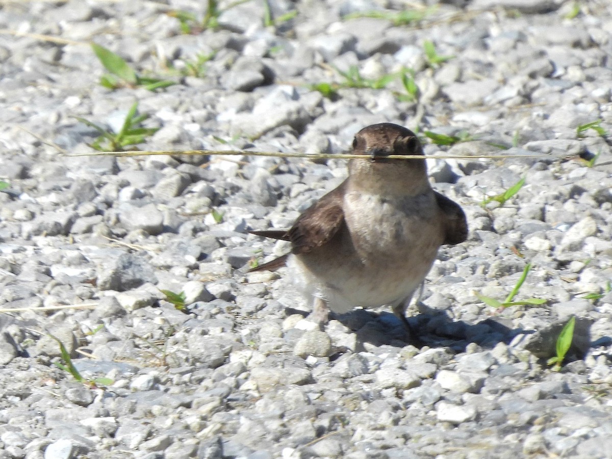 Northern Rough-winged Swallow - ML619827342