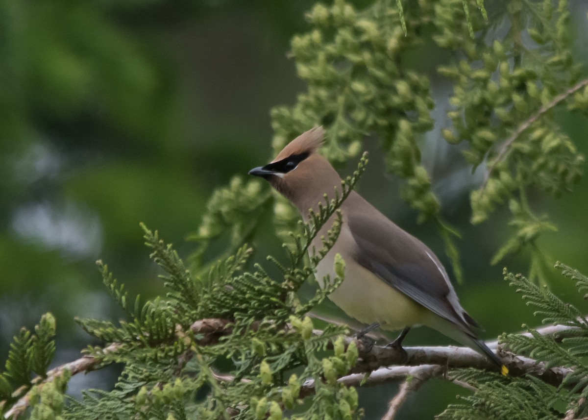 Cedar Waxwing - ML619827343