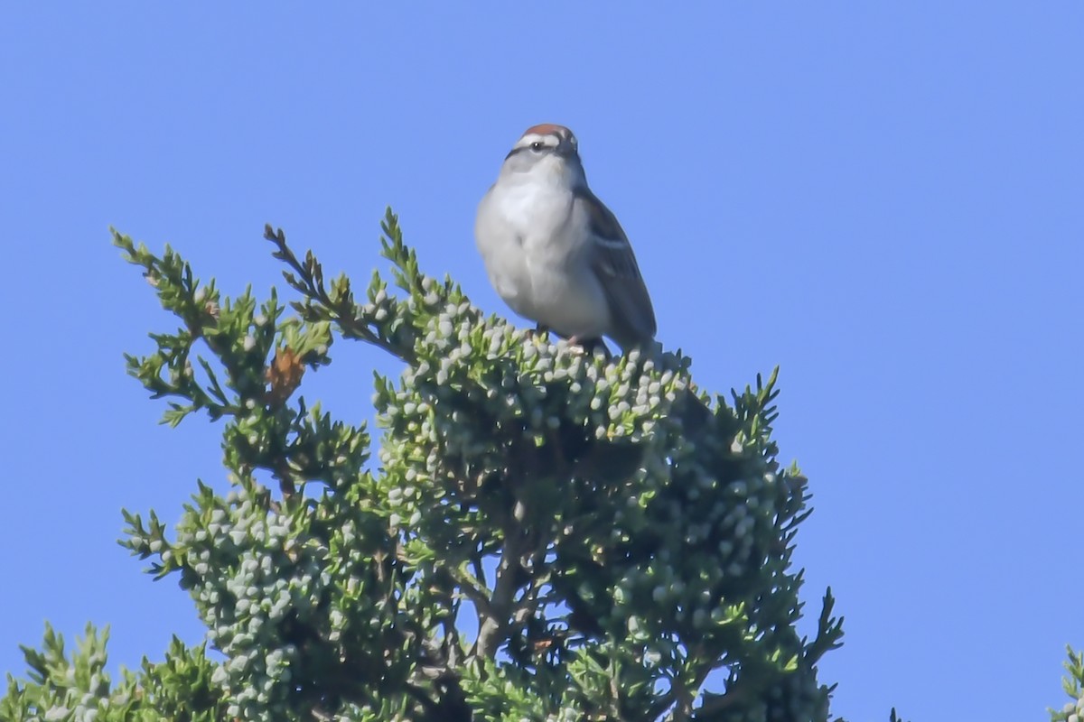 Chipping Sparrow - ML619827345