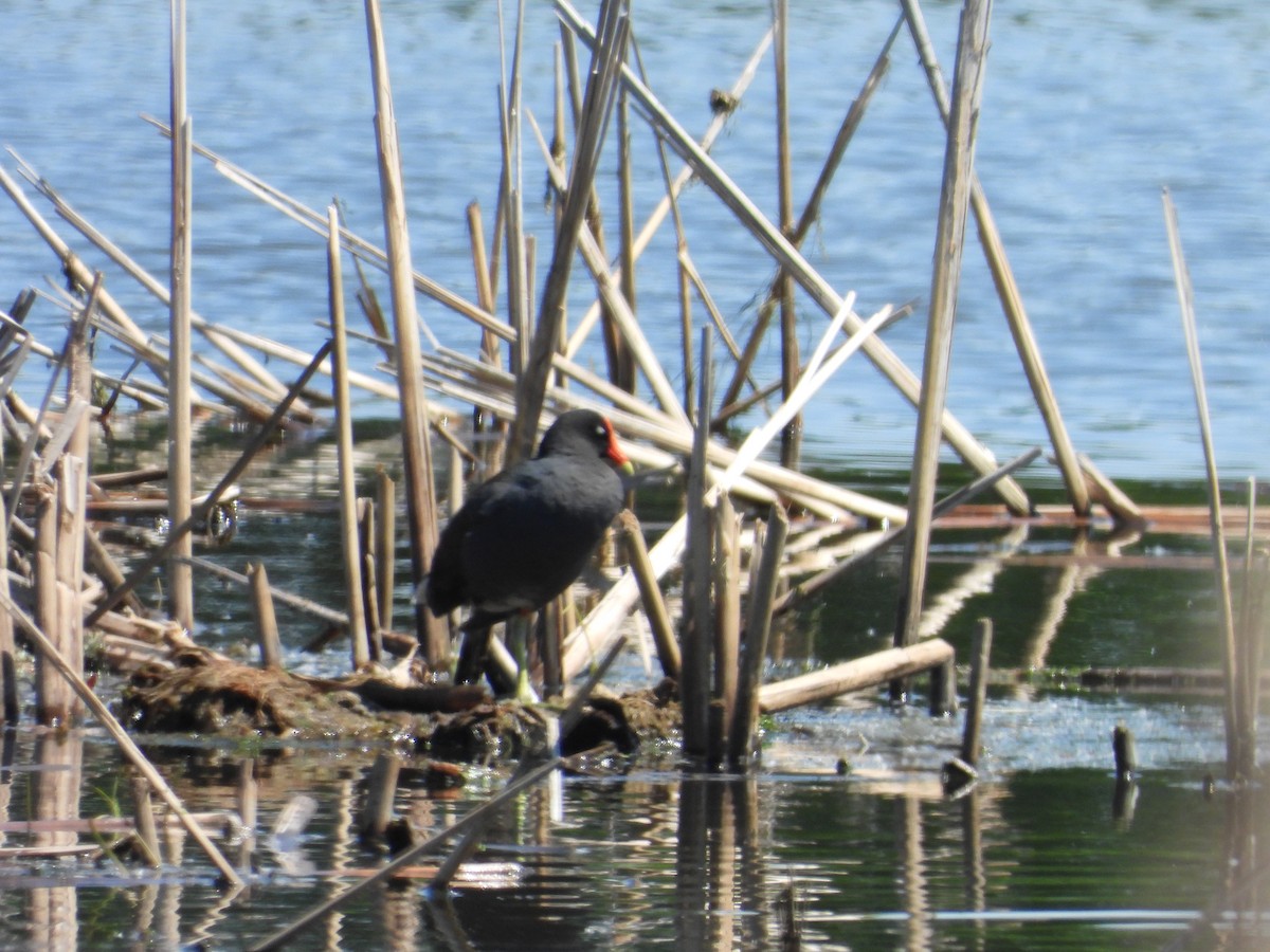 Gallinule d'Amérique - ML619827357