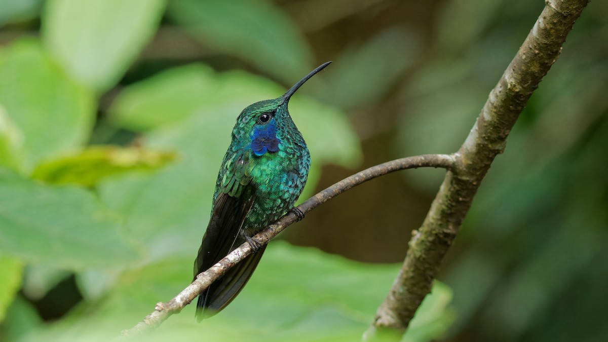 kolibřík modrouchý - ML619827358