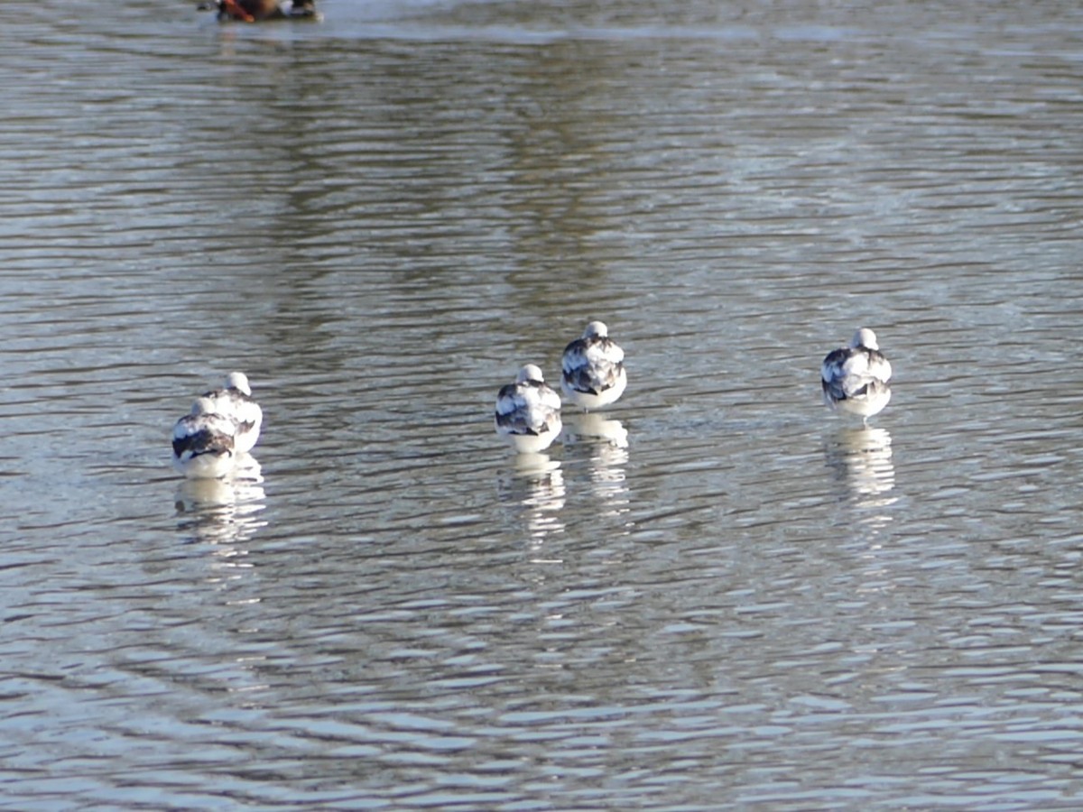 Avocette d'Amérique - ML619827377