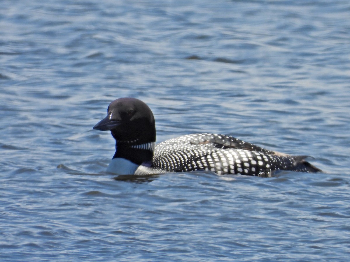 Plongeon huard - ML619827388