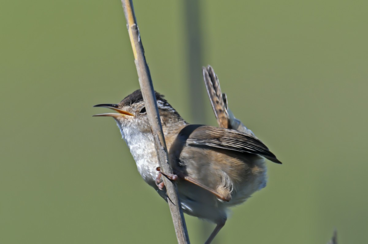 Marsh Wren - ML619827389