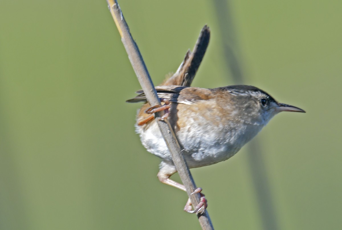 Marsh Wren - ML619827390