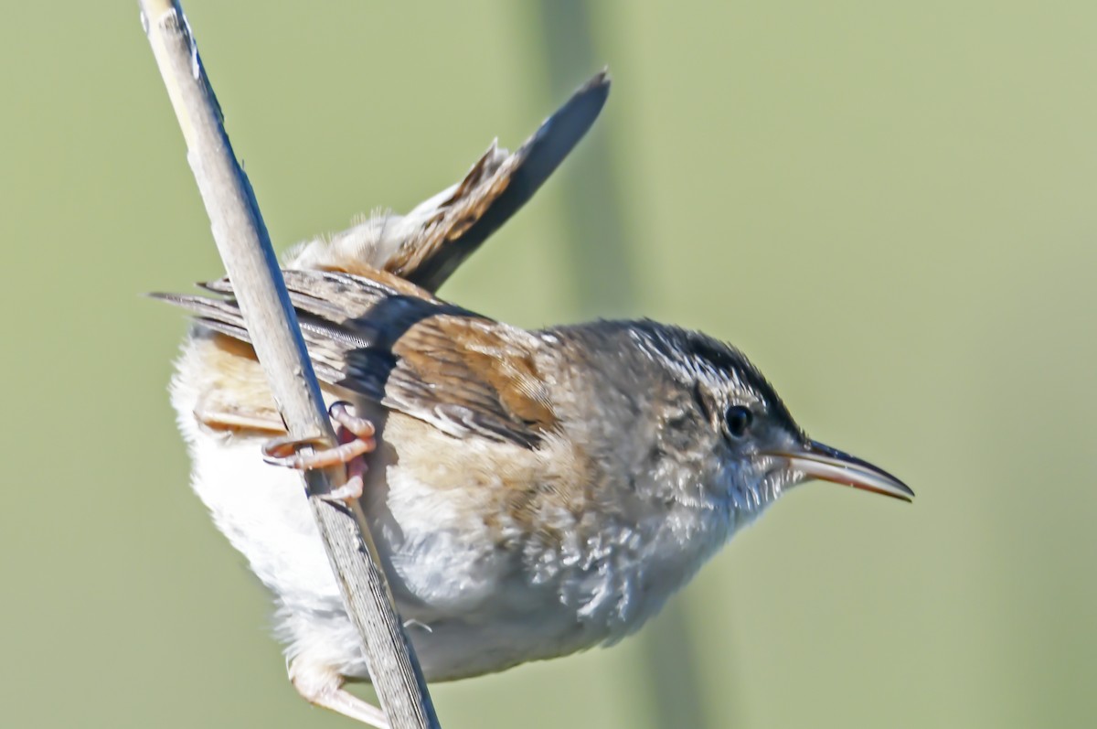 Marsh Wren - ML619827391