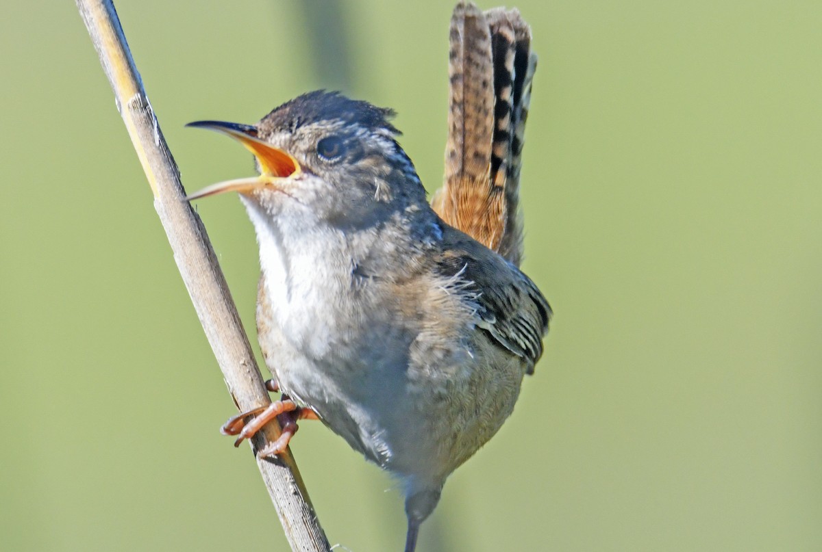 Marsh Wren - ML619827392