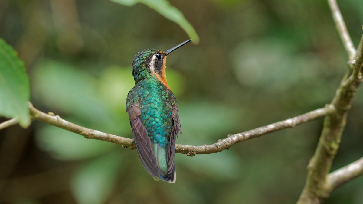 kolibřík fialovohrdlý - ML619827402