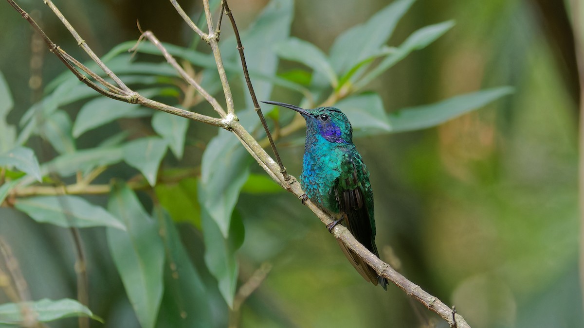 kolibřík modrouchý - ML619827416