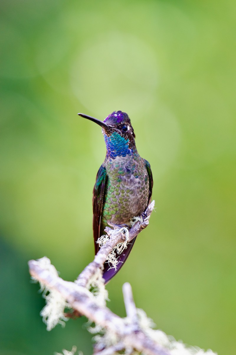 Talamanca Hummingbird - ML619827420