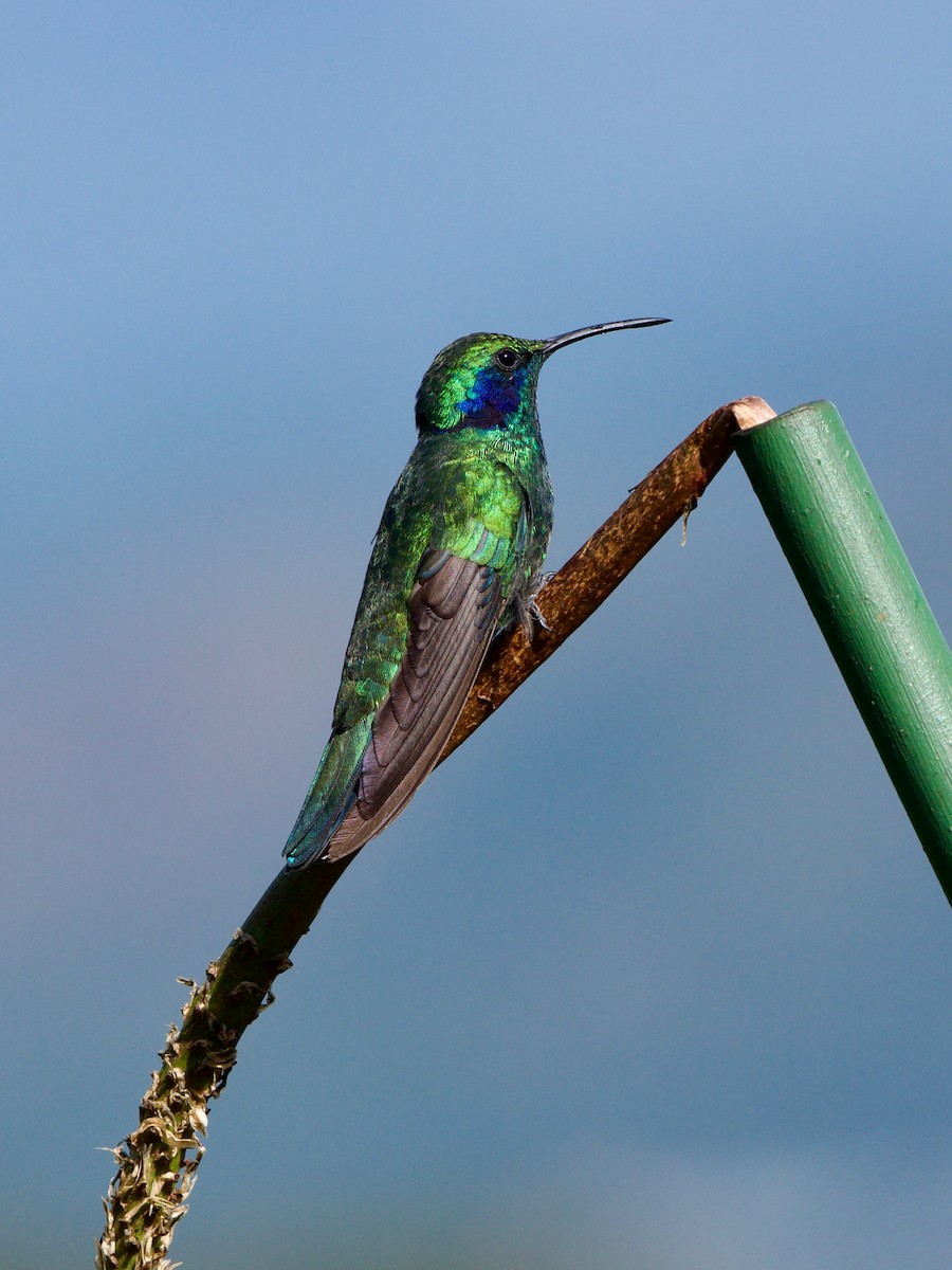 kolibřík modrouchý - ML619827437