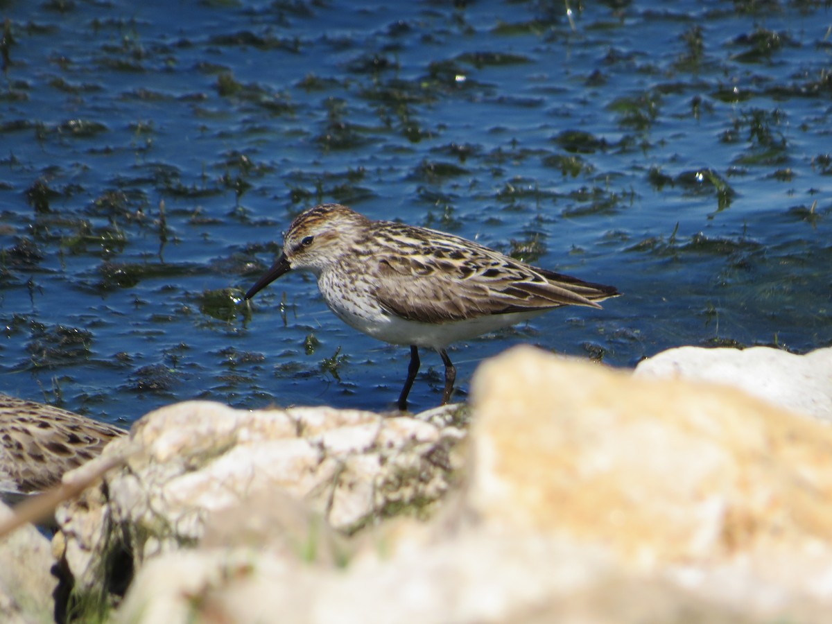 Semipalmated Sandpiper - ML619827441