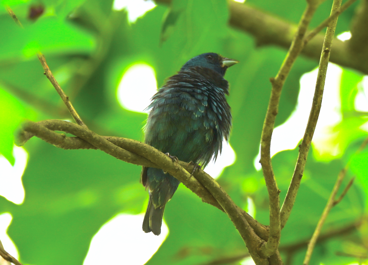 Indigo Bunting - ML619827445