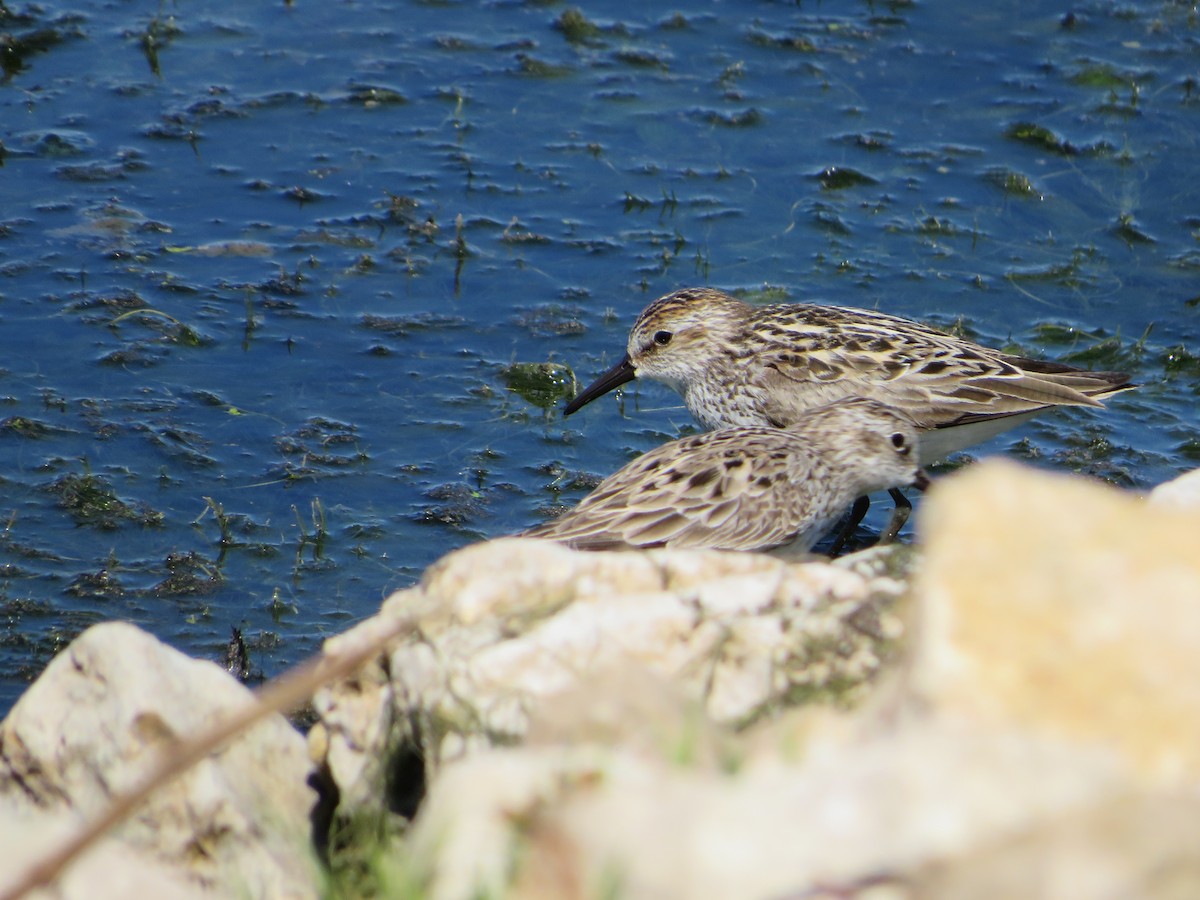 Semipalmated Sandpiper - ML619827456