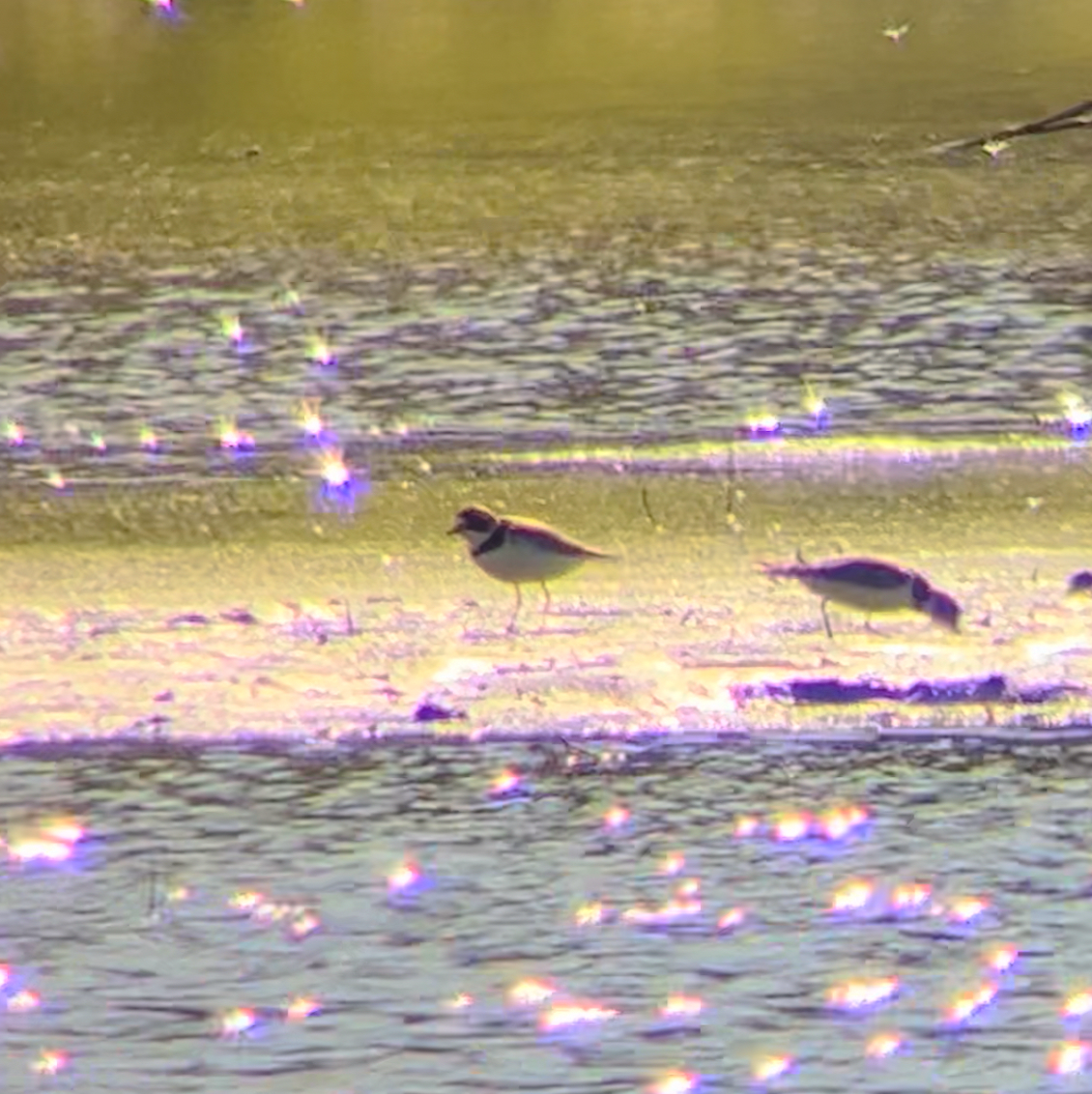 Semipalmated Plover - ML619827463