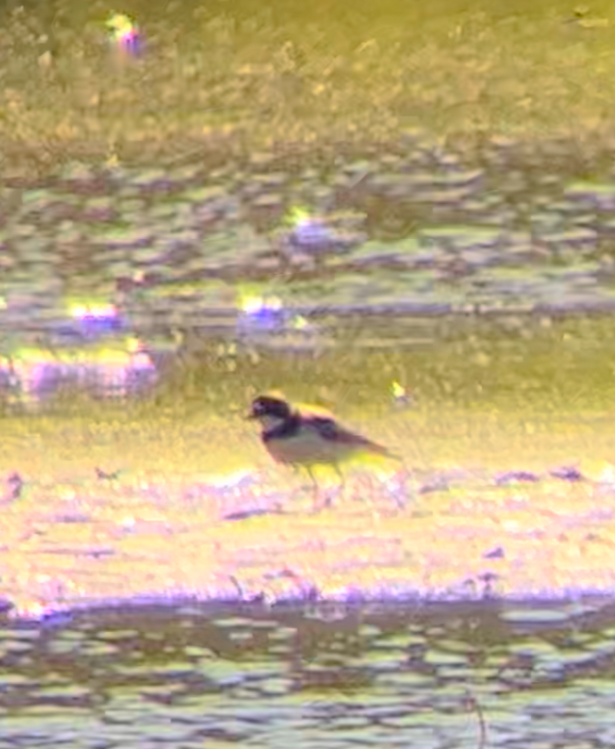 Semipalmated Plover - ML619827465
