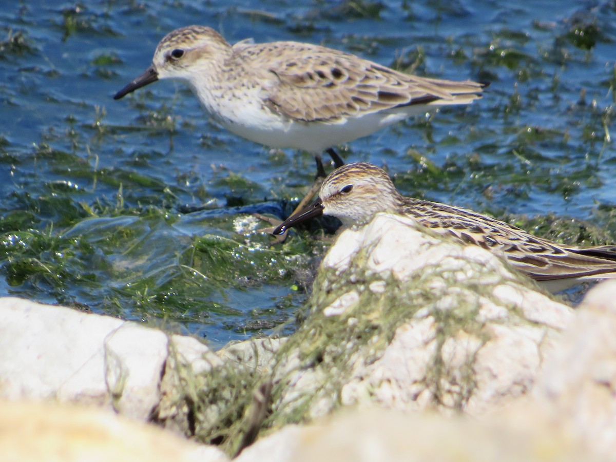 Semipalmated Sandpiper - ML619827466