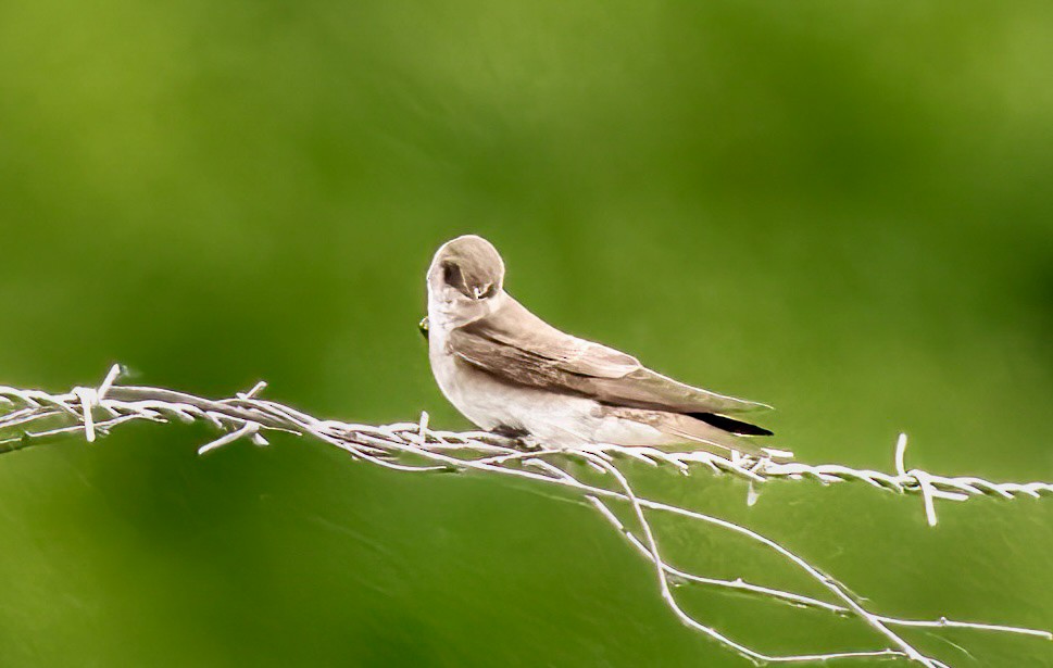 Northern Rough-winged Swallow - ML619827472