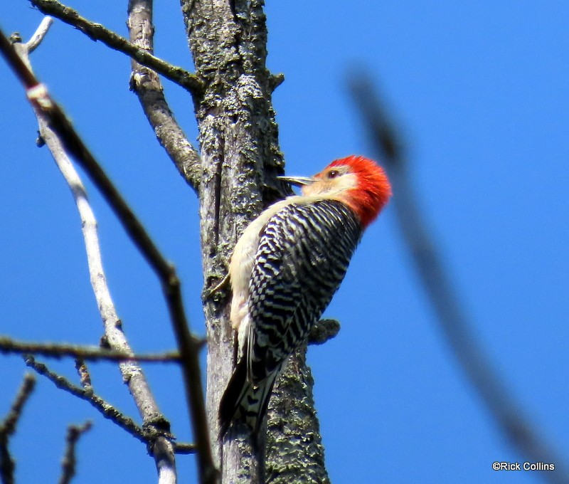 Red-bellied Woodpecker - ML619827490