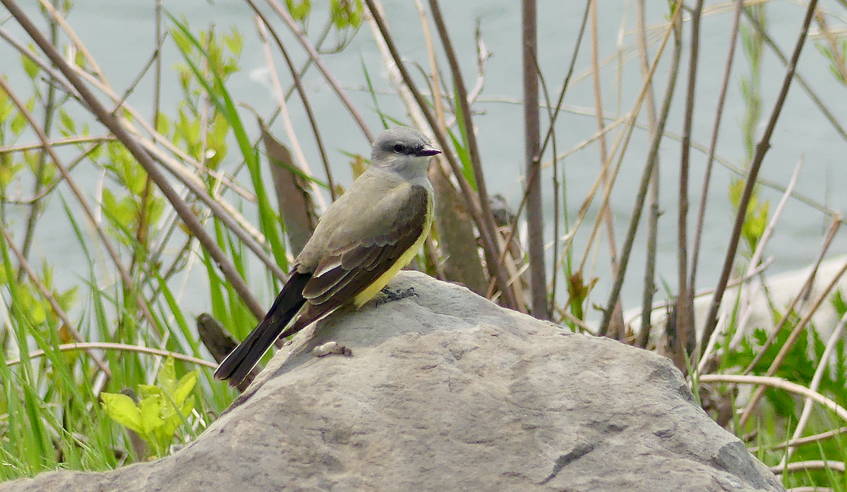 Western Kingbird - ML619827495