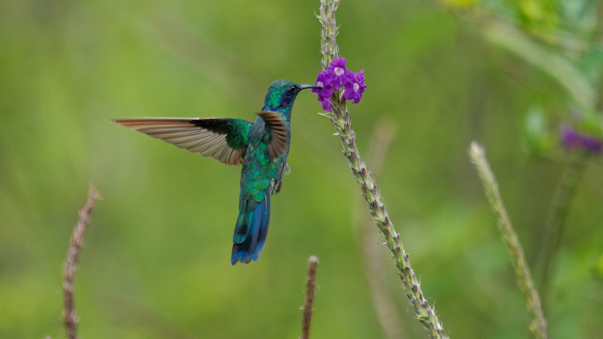 kolibřík modrouchý - ML619827496