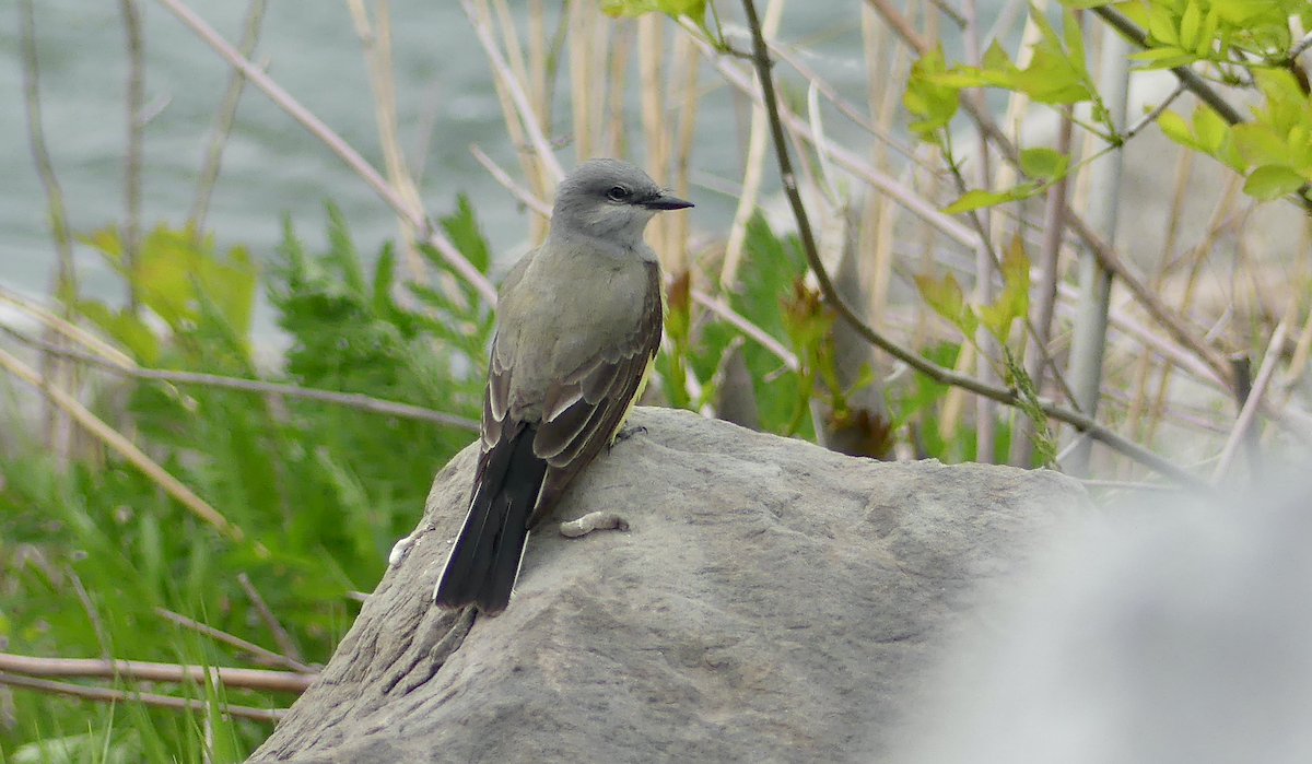 Western Kingbird - N Jones