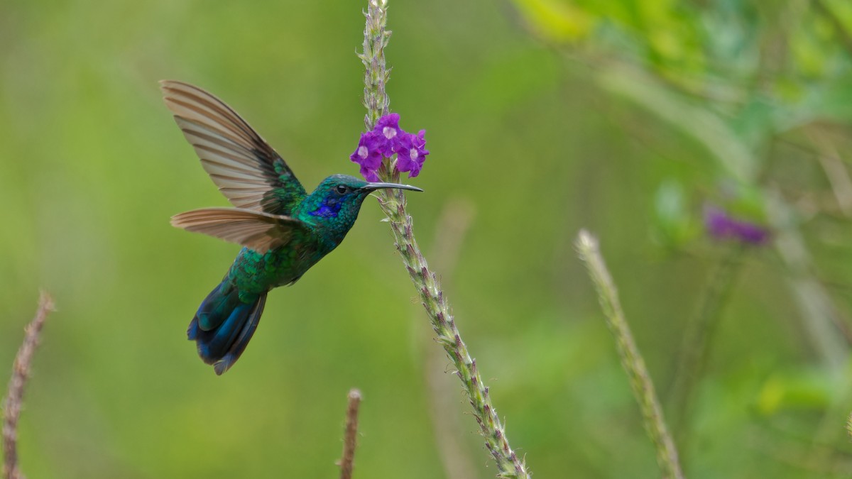 kolibřík modrouchý - ML619827504