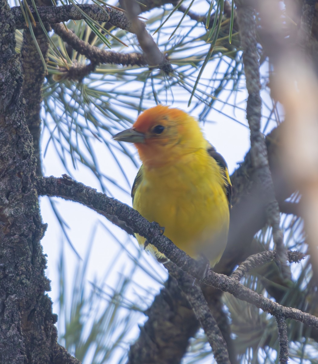 Western Tanager - ML619827505
