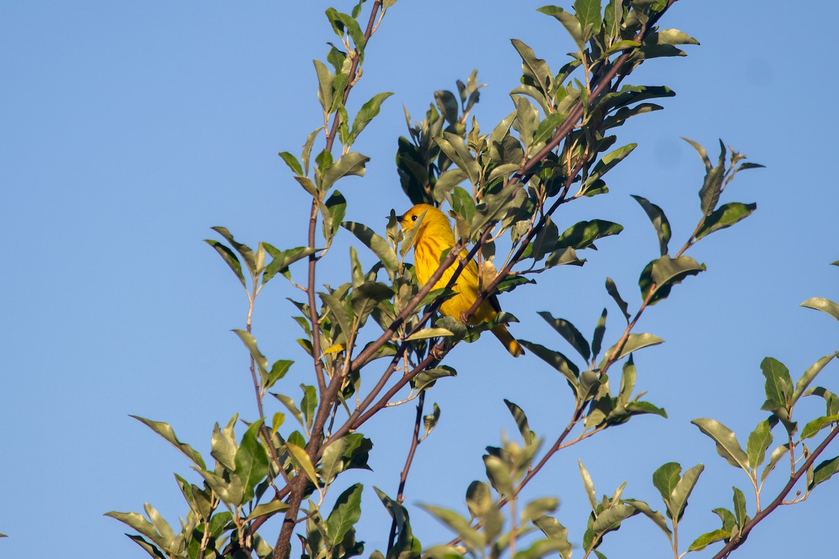 Yellow Warbler - ML619827507