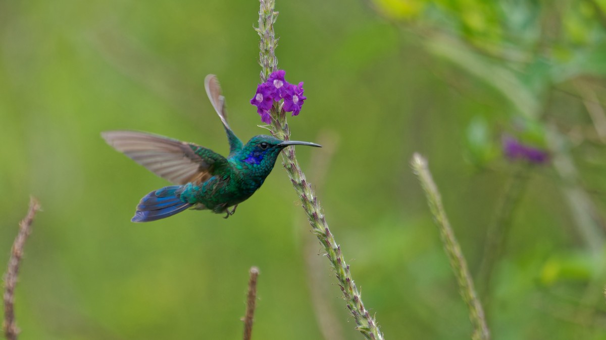 kolibřík modrouchý - ML619827510