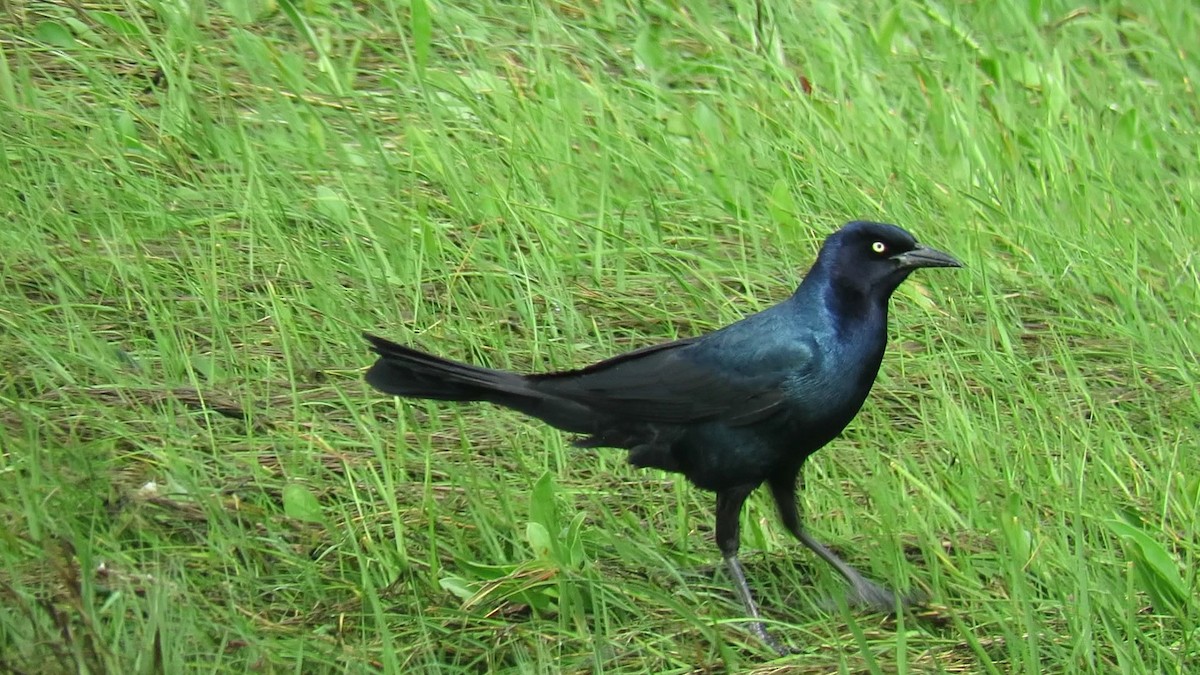 Boat-tailed Grackle - ML619827512
