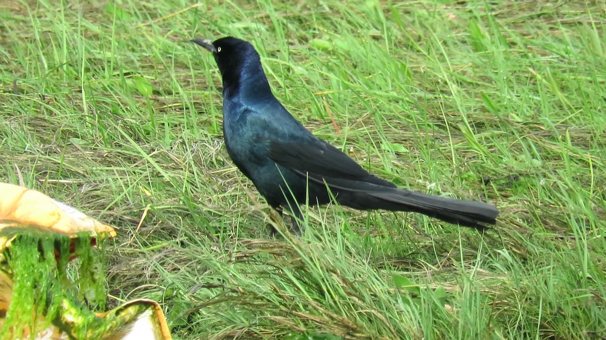 Boat-tailed Grackle - ML619827513