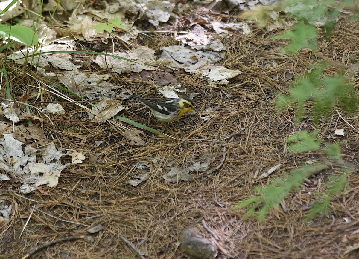 Paruline à gorge orangée - ML619827517