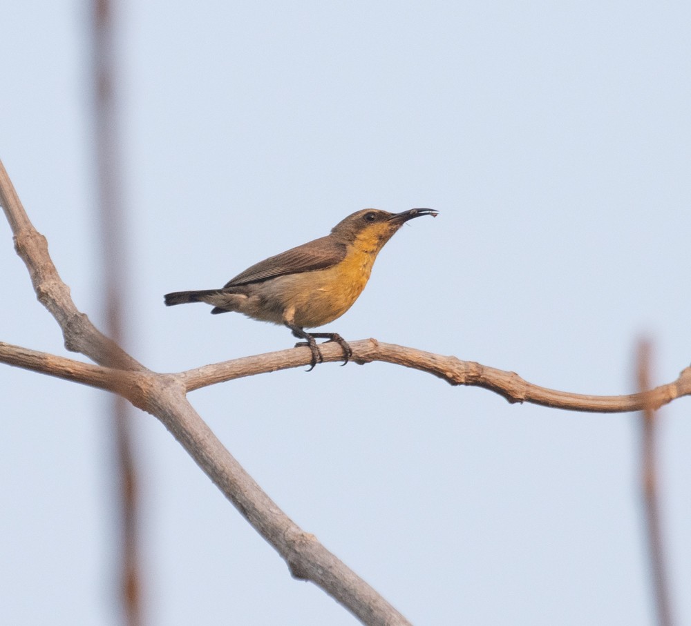 Ornate Sunbird - ML619827523