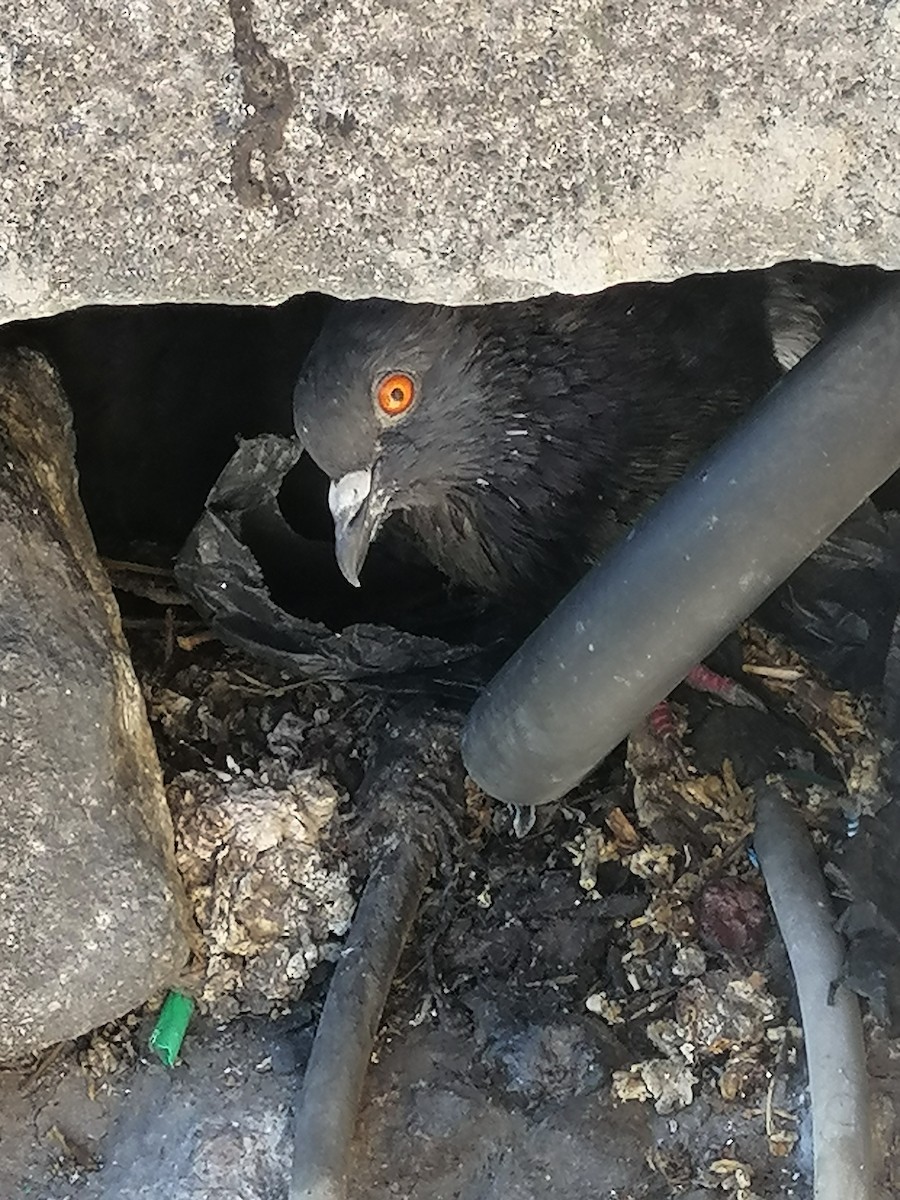 Rock Pigeon (Feral Pigeon) - ML619827530