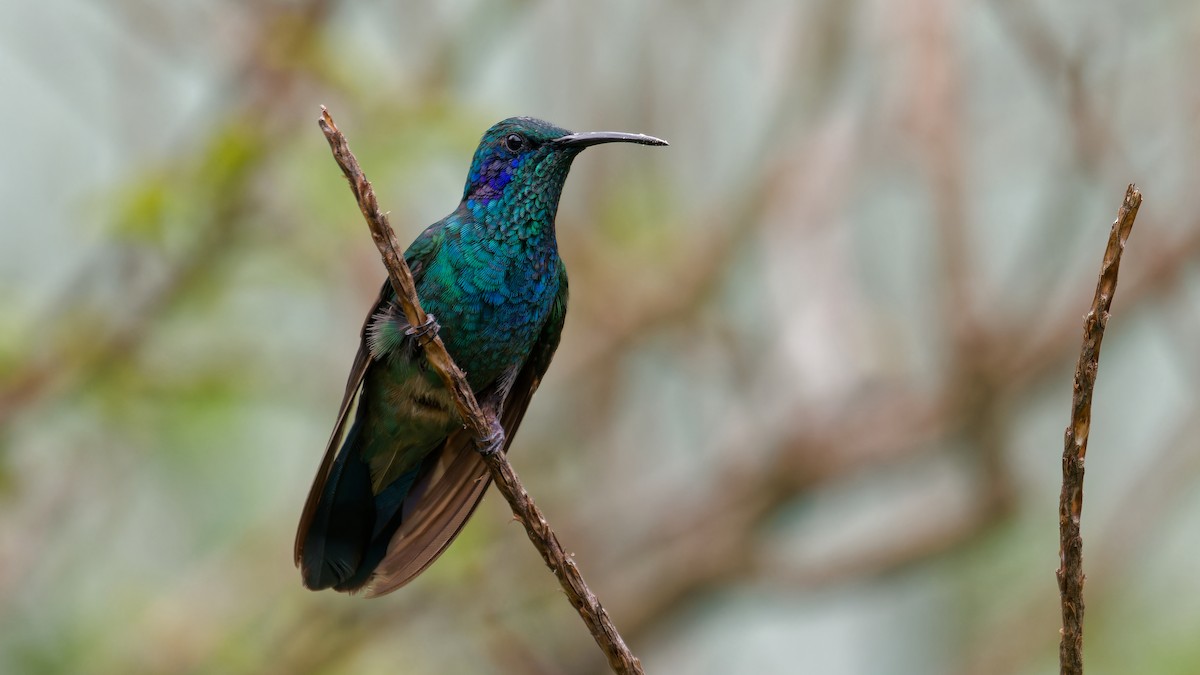 kolibřík modrouchý - ML619827531