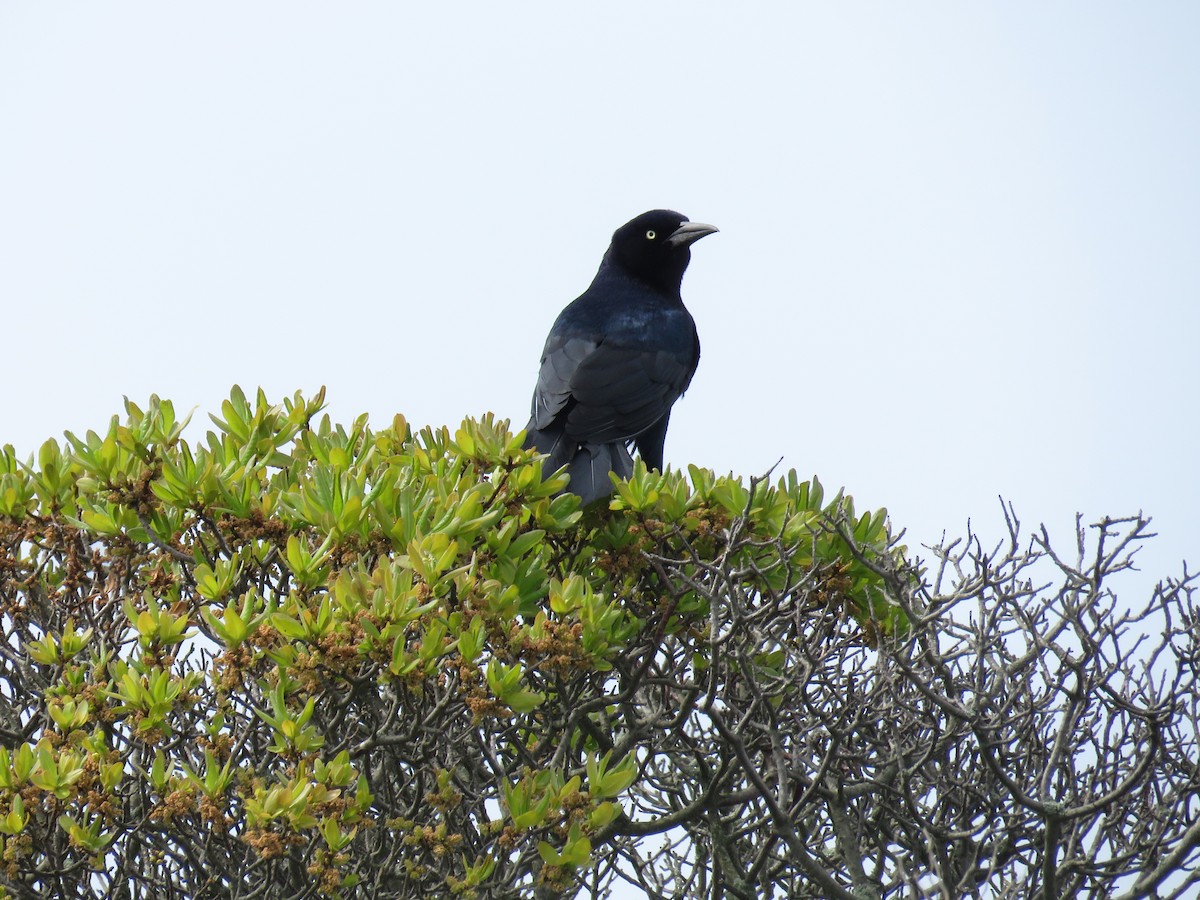 Boat-tailed Grackle - ML619827538