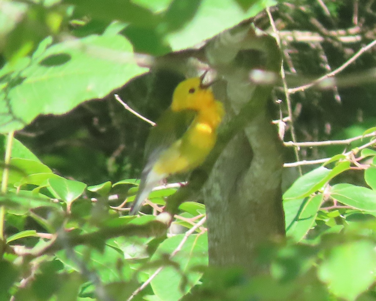 Prothonotary Warbler - ML619827555